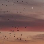 دانلود آهنگ سیتیزن دل پاکتم من تو نعره ام بکشی